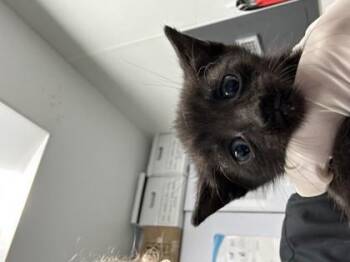 Domestic Short Hair Cats Available for Adoption in West Chester, Pennsylvania - Vega | PetCurious