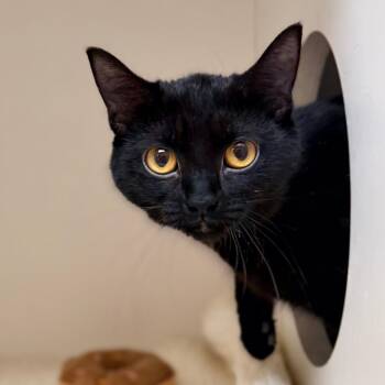 Domestic Short Hair Cats Available for Adoption - Saturn | PetCurious