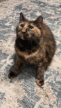 Puzzles -  Domestic Long Hair Cat for Adoption - Puzzles | PetCurious