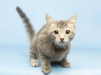 RAMEN -  Domestic Short Hair Cat for Adoption in Phoenix, Arizona - RAMEN | PetCurious