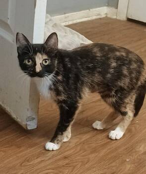 Cali -  Domestic Short Hair Cat for Adoption in The Woodlands, Texas - Cali | PetCurious