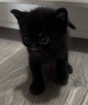 Domestic Short Hair Cats Available for Adoption in Atlanta, Georgia - Ron Stoppable | PetCurious