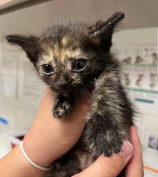 Rescue Domestic Short Hair Cats for Adoption in Greenfield, Indiana - Sarah | PetCurious