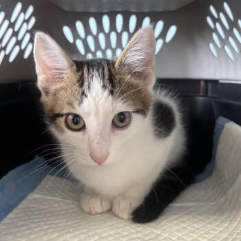 Domestic Short Hair Cats Available for Adoption - Moscow Mule | PetCurious