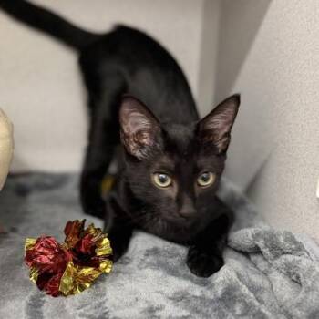 Phantom -  Domestic Short Hair Cat for Adoption in Atlanta, Georgia - Phantom | PetCurious