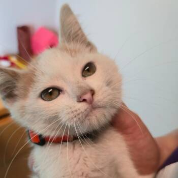 Ozzy -  Domestic Short Hair Cat for Adoption in San Antonio, Texas - Ozzy | PetCurious