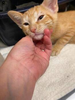 Cheddar -  Domestic Short Hair Cat for Adoption in Hobart, Indiana - Cheddar | PetCurious