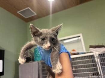 POPLAR -  Domestic Short Hair Cat for Adoption in Grand Prairie, Texas - POPLAR | PetCurious