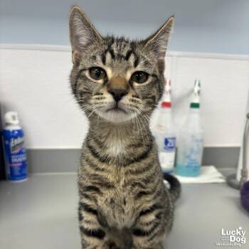 Domestic Short Hair Cats Available for Adoption - Jackson | PetCurious