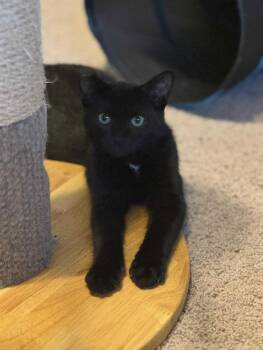 Rescue Domestic Short Hair Cats for Adoption in Minneapolis, Minnesota - Hulk | PetCurious