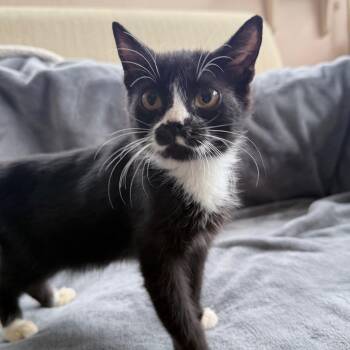 Domestic Short Hair Cats Available for Adoption - Moe | PetCurious