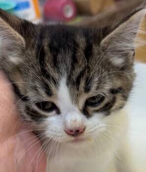 DARCY -  Domestic Short Hair Cat for Adoption in Elizabethton, Tennessee - DARCY | PetCurious