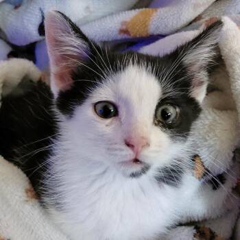 Cody* -  Domestic Short Hair Cat for Adoption in San Gabriel, California - Cody* | PetCurious