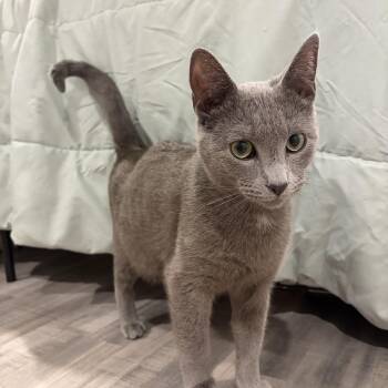 Russian Blue and Domestic Short Hair Cats Available for Adoption in Rossville, Georgia - Ghost (bonded With Mitcy) | PetCurious