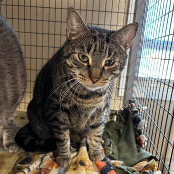 Samwise -  Domestic Short Hair Cat for Adoption in Medford, Oregon - Samwise | PetCurious