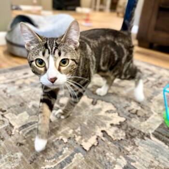 Domestic Short Hair Cats Available for Adoption in Medina, Ohio - Buffy | PetCurious