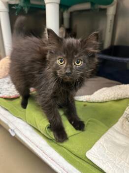 Koala (Georgia) -  Domestic Medium Hair Cat for Adoption in Johnson City, Tennessee - Koala (Georgia) | PetCurious