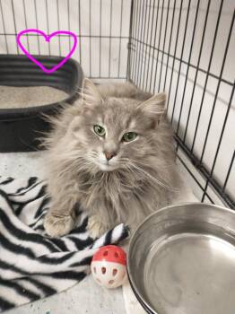 Domestic Long Hair Cats Available for Adoption - Eleanor | PetCurious