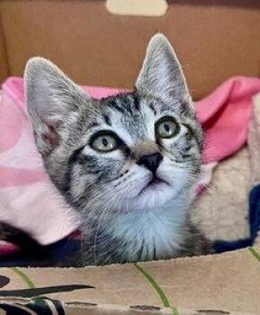 BRUNO, BELLA and BEAR - Identical Triplet Kittens -  Domestic Short Hair and Tabby Cat for Adoption in Hillsboro, Oregon - BRUNO, BELLA And BEAR - Identical Triplet Kittens | PetCurious