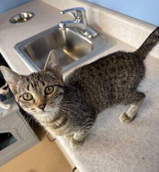 Domestic Short Hair Cats Available for Adoption in Brookings, South Dakota - Snowy Taiga | PetCurious