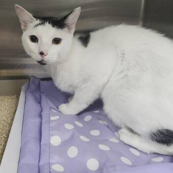 Thomas -  Domestic Short Hair Cat for Adoption in Clearwater, Florida - Thomas | PetCurious
