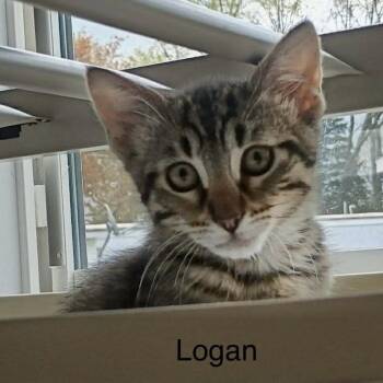 Tabby Cats Available for Adoption in Wyandotte, Michigan - Little Logan  | PetCurious