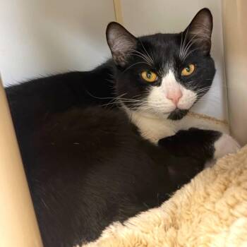 Boots -  Domestic Short Hair Cat for Adoption in Woodinville, Washington - Boots | PetCurious