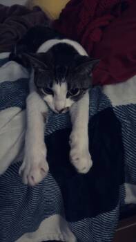 American Shorthair and Tabby Cats Available for Adoption - Rosie | PetCurious