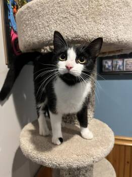 Lola -  Domestic Short Hair Cat for Adoption in Emerald Isle, North Carolina - Lola | PetCurious