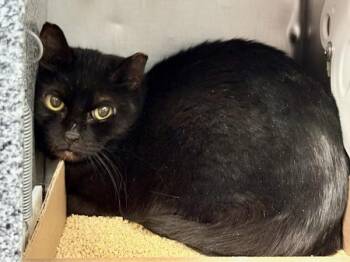 Domestic Short Hair Cats Available for Adoption - Bruckner | PetCurious