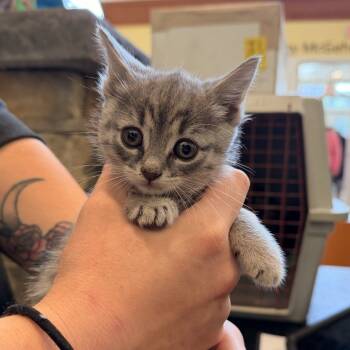 Rescue Domestic Medium Hair Cats for Adoption in Lynchburg, Virginia - Pretzel Salad | PetCurious