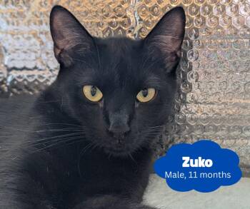 Rescue Domestic Short Hair Cats for Adoption in Newburgh, New York - Zuko Aka Zookie Cookies | PetCurious
