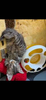 Nugget and Birdie -  Domestic Short Hair Cat for Adoption in Ellicott City, Maryland - Nugget And Birdie | PetCurious