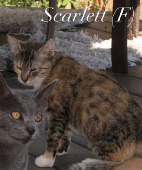 Rescue Domestic Short Hair Cats for Adoption in Herndon, Virginia - Scarlet | PetCurious