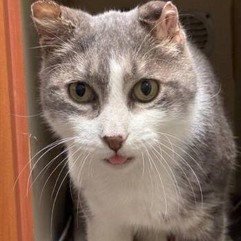 Loveable Larry -  Domestic Short Hair Cat for Adoption in South Elgin, Illinois - Loveable Larry | PetCurious