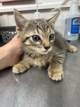 Rescue Domestic Short Hair Cats for Adoption in Pomona, New York - Centaur | PetCurious
