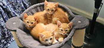 The Weasley Crew: Ron, George, Fred and Ginny -  Tabby Cat for Adoption in Greenville, Delaware - The Weasley Crew: Ron, George, Fred And Ginny | PetCurious