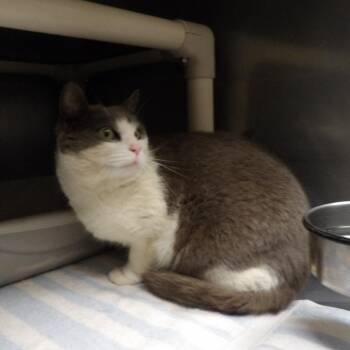 Kona -  Domestic Short Hair Cat for Adoption in New Fairfield, Connecticut - Kona | PetCurious