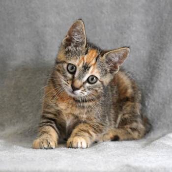 Jelly -  Domestic Short Hair Cat for Adoption in Redwood City, California - Jelly | PetCurious
