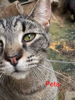 Rescue Domestic Short Hair Cats for Adoption in Union Springs, Alabama - Peta #17926-24 | PetCurious