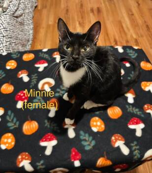 Rescue Domestic Short Hair Cats for Adoption in Lakeland, Florida - Minnie | PetCurious