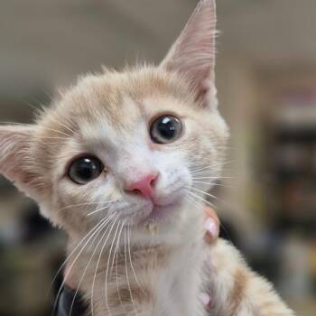 Domestic Short Hair Cats Available for Adoption in Lake Panasoffkee, Florida - Lazer | PetCurious