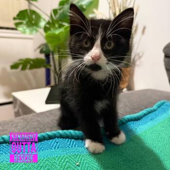 Mashed potato -  Domestic Short Hair Cat for Adoption in Vancouver, British Columbia - Mashed Potato | PetCurious