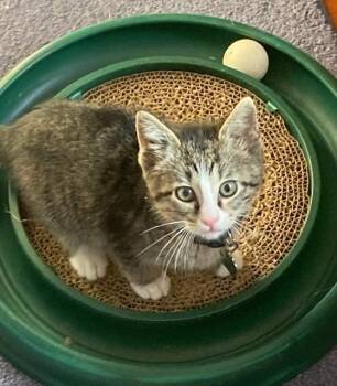 Domestic Short Hair Cats Available for Adoption in Cumberland, Maine - Beans (formerly Argus) | PetCurious