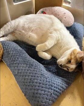 Tater Tot -  Calico and Dilute Calico Cat for Adoption in Pearland, Texas - Tater Tot | PetCurious