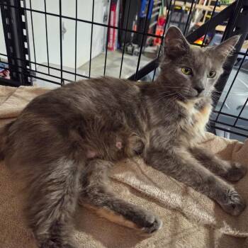 Mama Maisey -  Domestic Long Hair Cat for Adoption in Johnstown, Pennsylvania - Mama Maisey | PetCurious