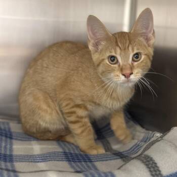 River -  Domestic Short Hair Cat for Adoption in Matteson, Illinois - River | PetCurious
