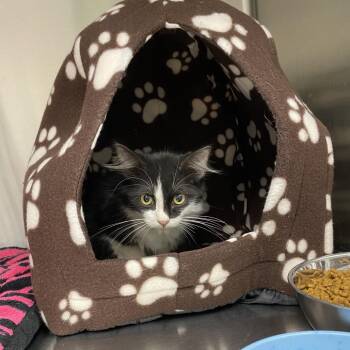 Timber -  Domestic Long Hair Cat for Adoption in Hannibal, Missouri - Timber | PetCurious