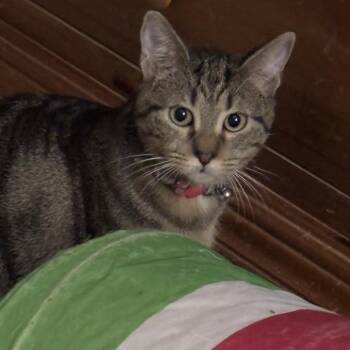Pepperidge blue collar -  Domestic Short Hair Cat for Adoption in Greenfield, Indiana - Pepperidge Blue Collar | PetCurious
