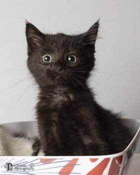 Charlie -  Domestic Medium Hair Cat for Adoption in Maryville, Tennessee - Charlie | PetCurious